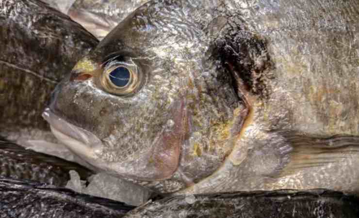 Trucco riconoscere pesce fresco