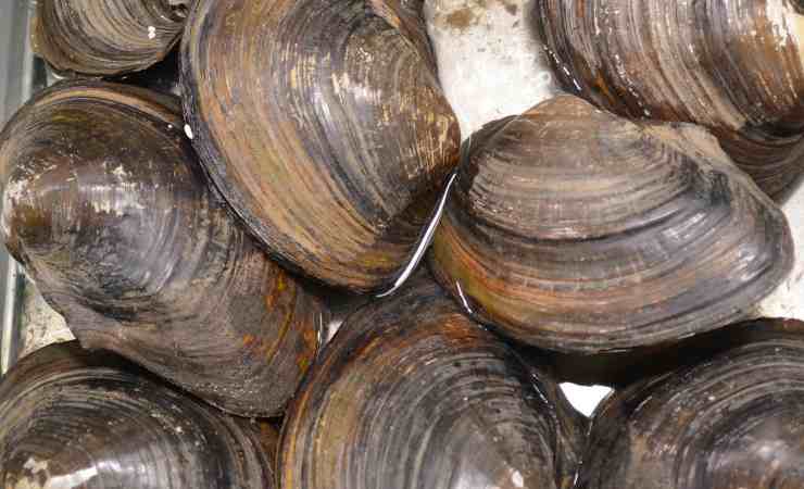 Come coservare cozze vongole