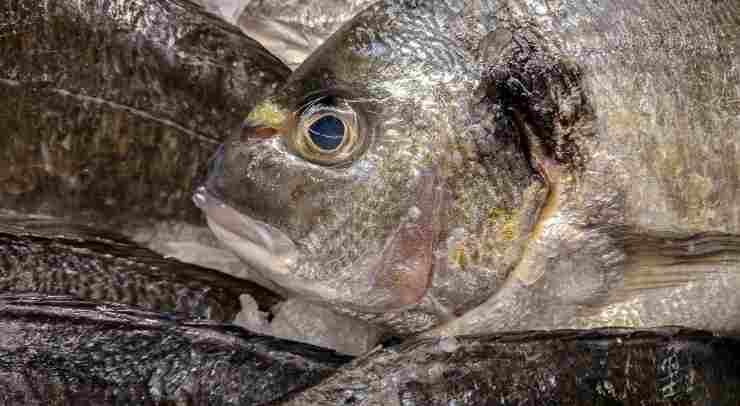 spendere poco e mangiare il pesce