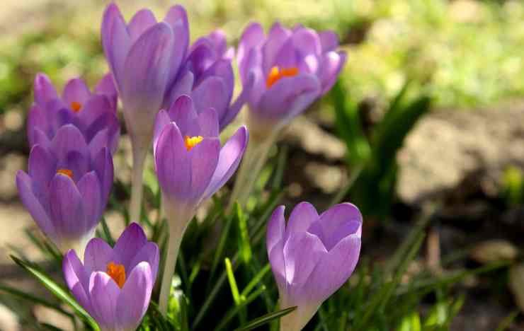 non confondere questo fiore con lo zafferano