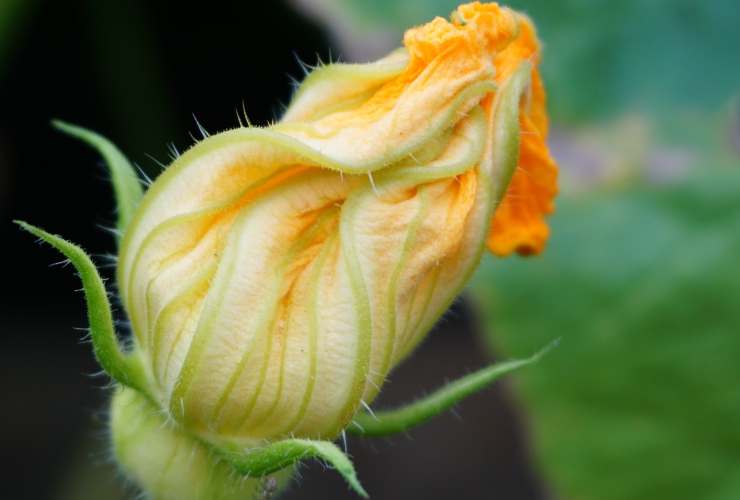 fiori di zucca