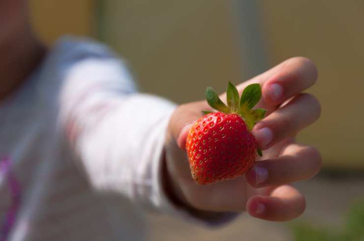 fragole mangiare