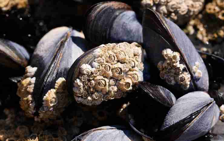 mangiare le cozze