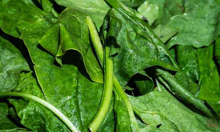 spinaci ingrediente