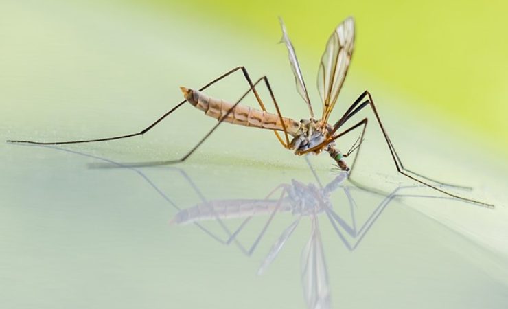 mosche e zanzare