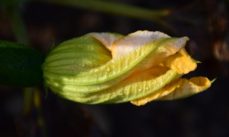 congelare fiori di zucca