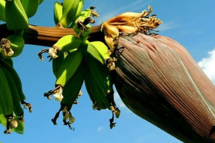 Banane crescono alberi