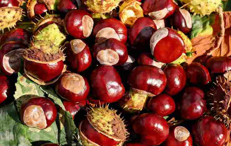 trucchetto geniale castagne