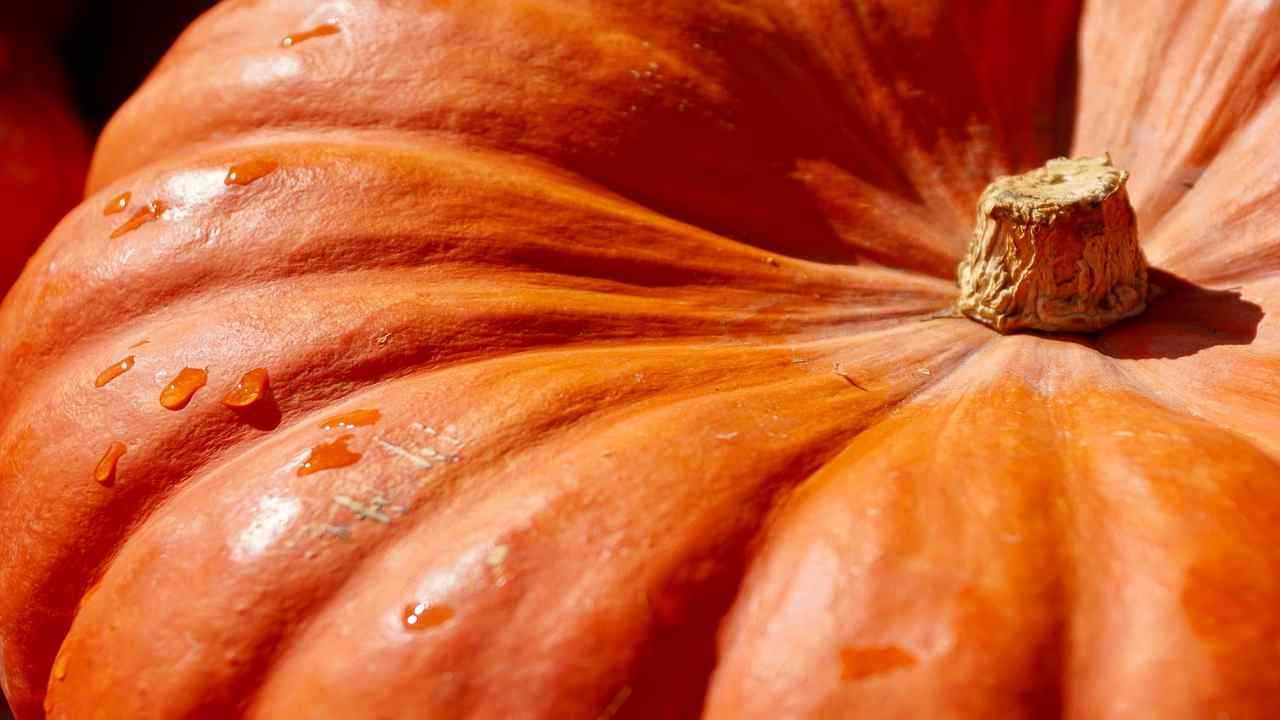 bucce di zucca 