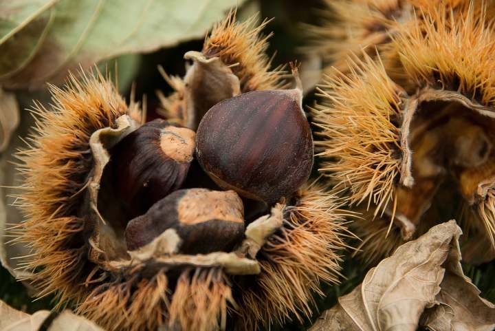 castagne matte 