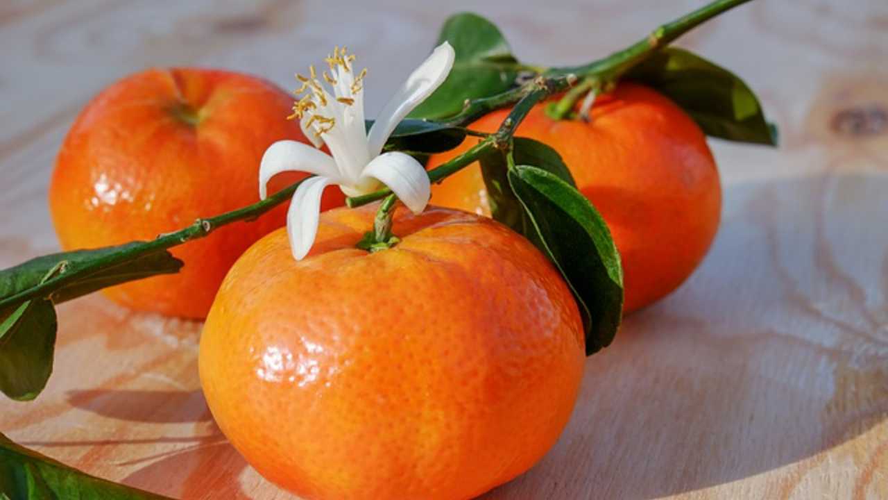 mousse clementine