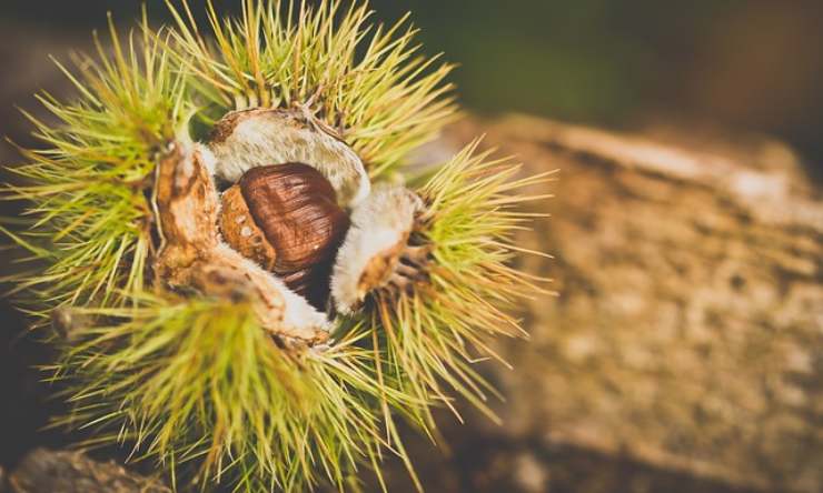 castagne matte