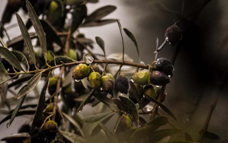 conservare le olive