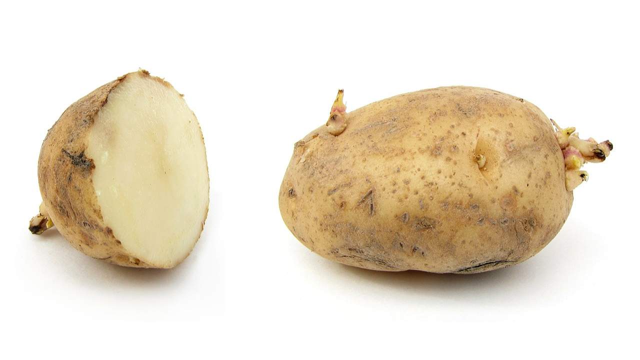 germogli sulle patate