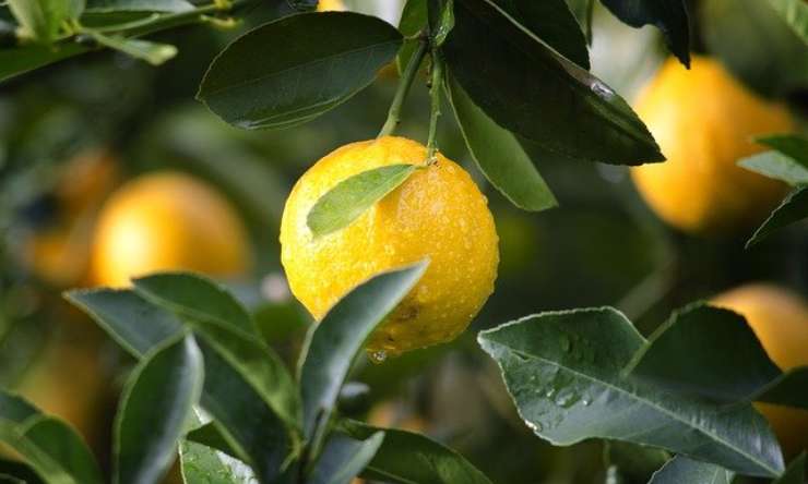 limoni