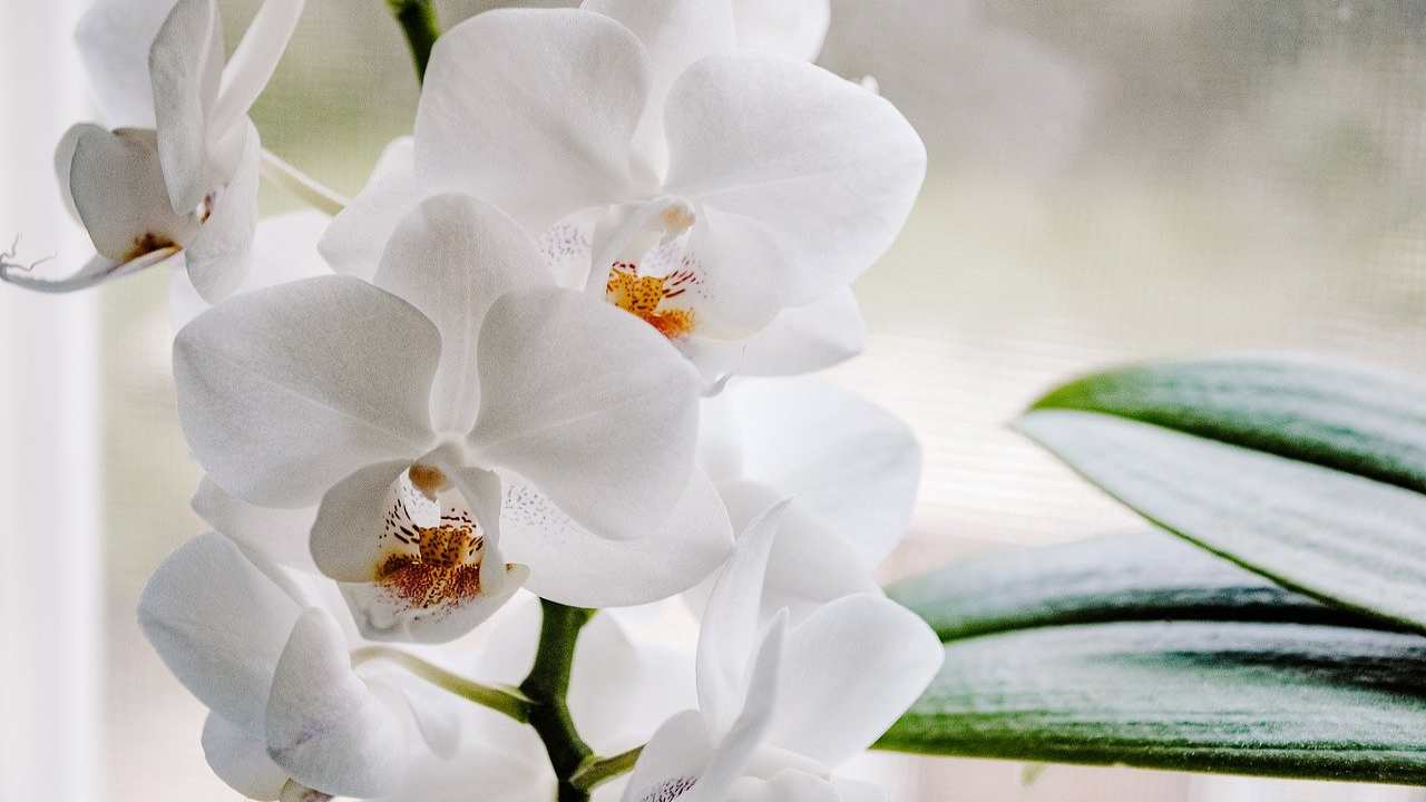 come prendersi cura di un'orchidea