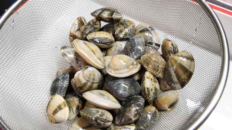 togliere la sabbia dalle vongole