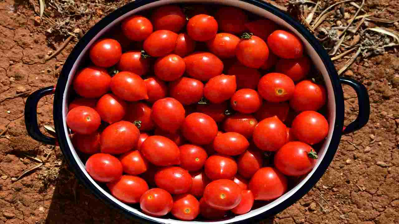 acqua di cottura del pomodoro