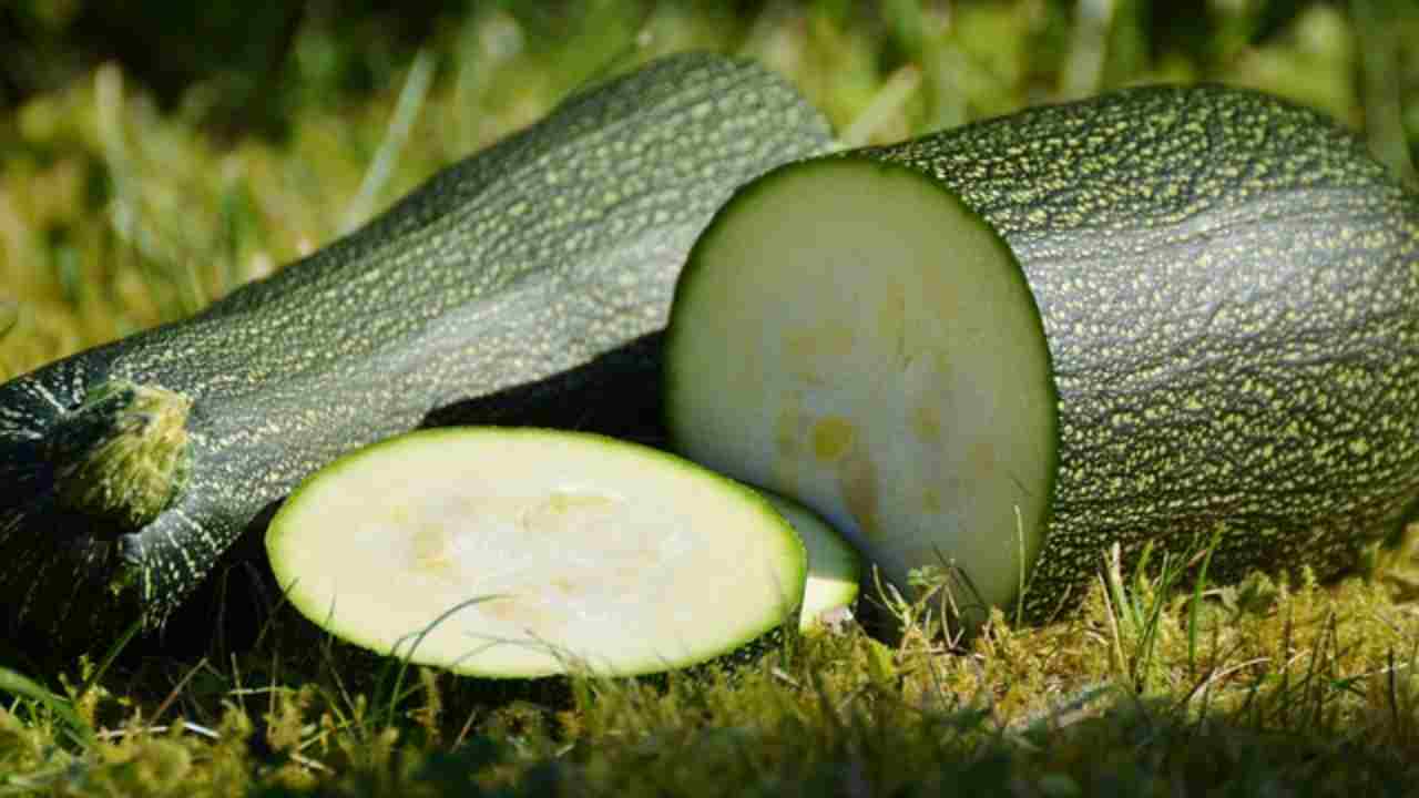 medaglioni zucchine