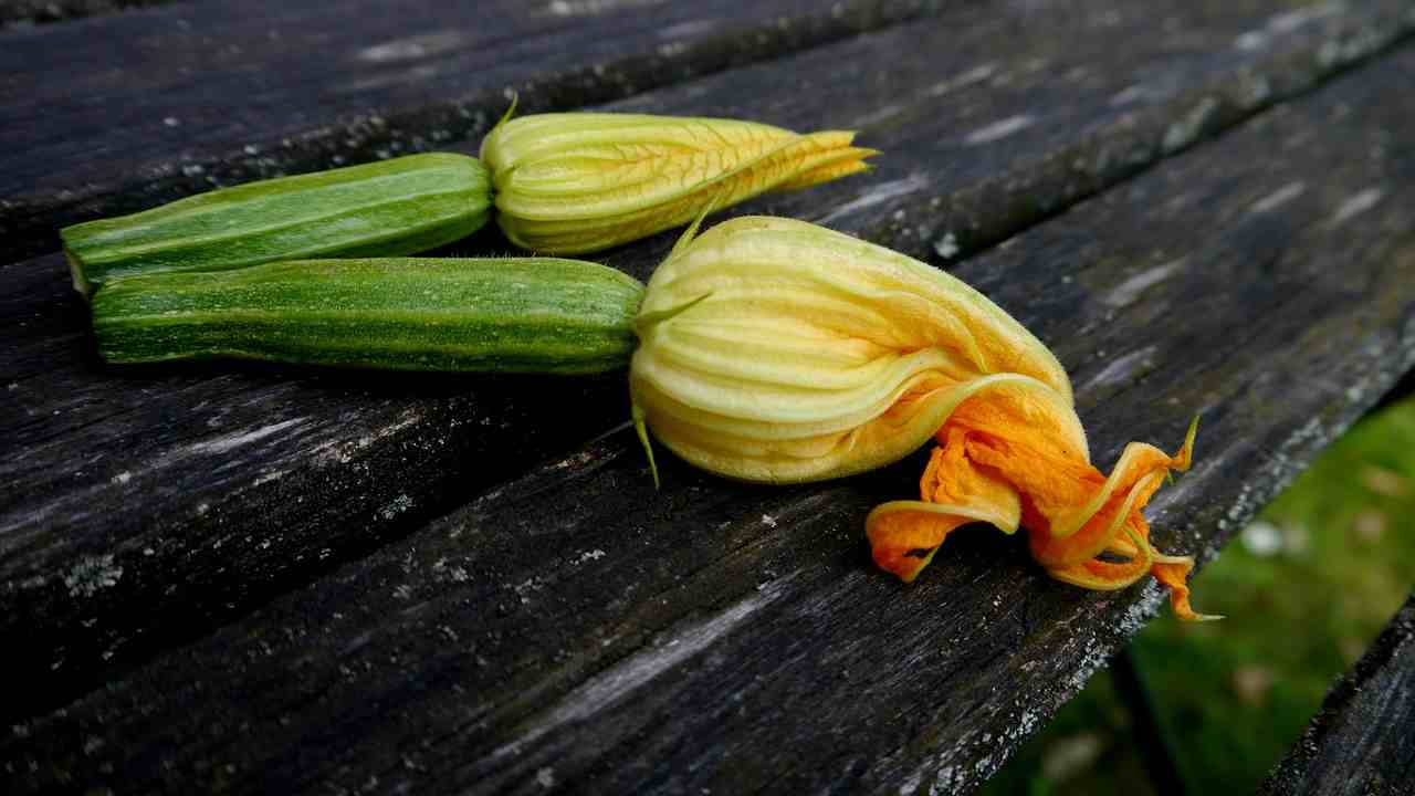 fori di zucca romana