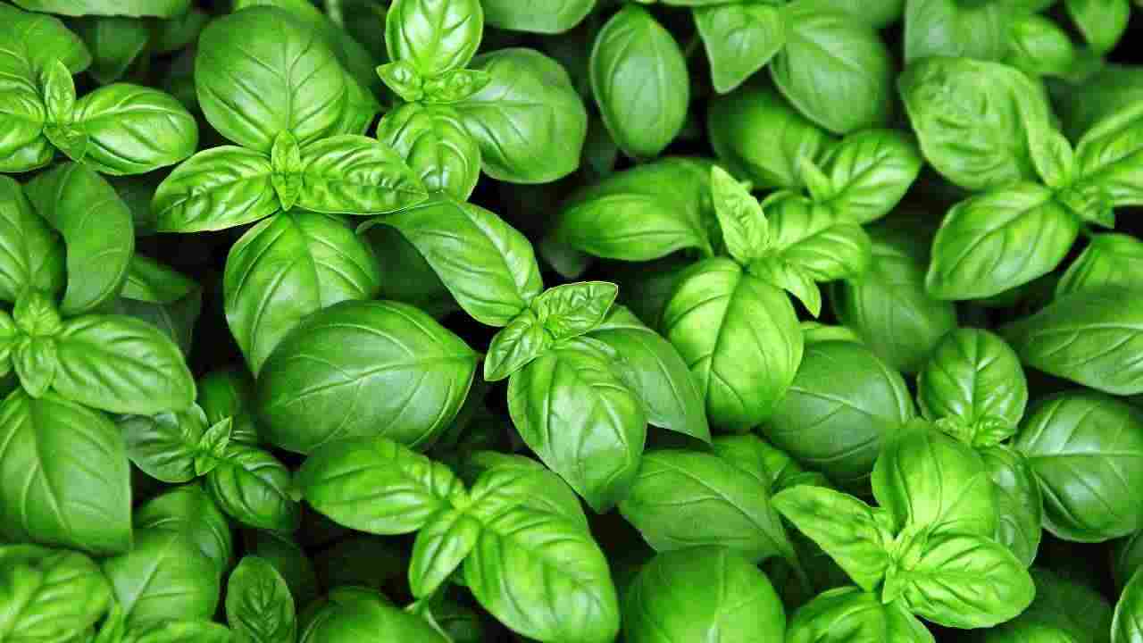 conservare basilico più a lungo