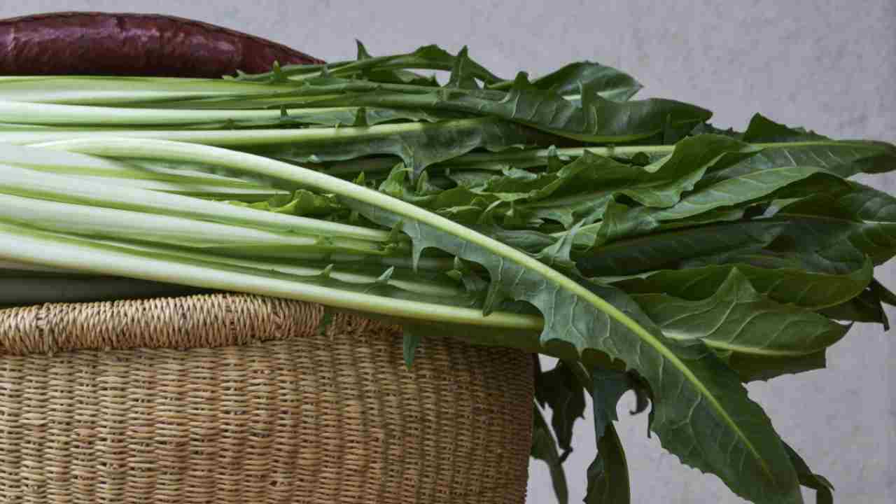 cicoria in cucina