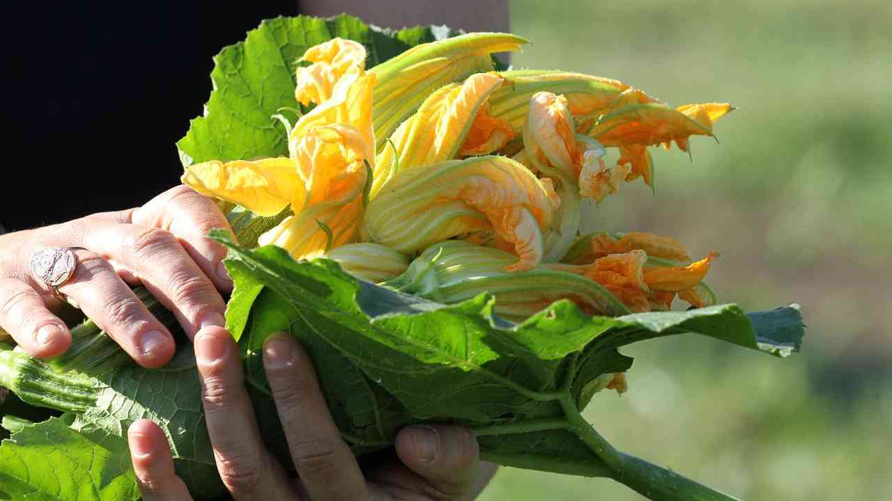 Come pulisce fiore zucca