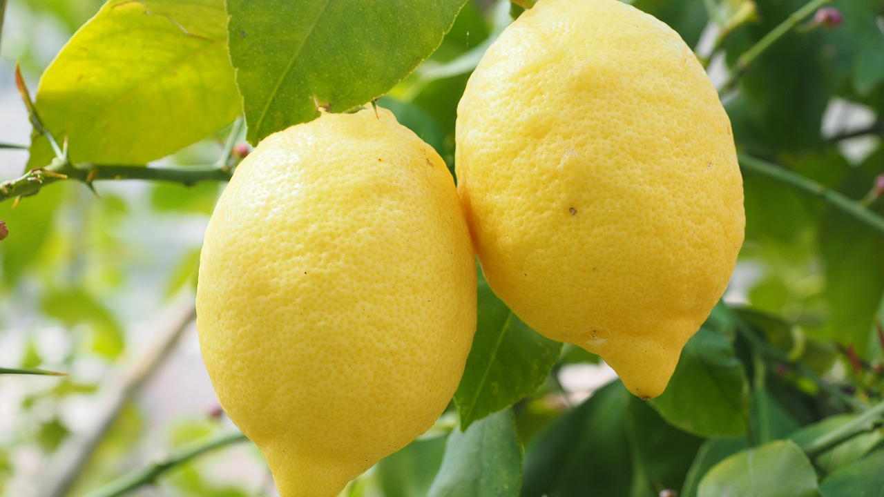 Primo piatto limone