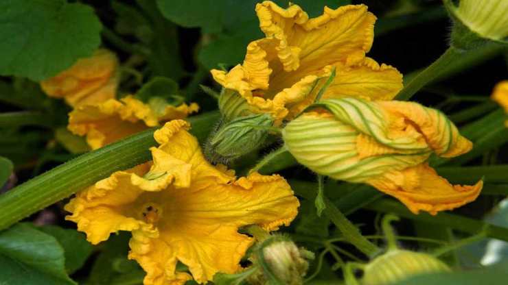 si puliscono i fiori di zucca