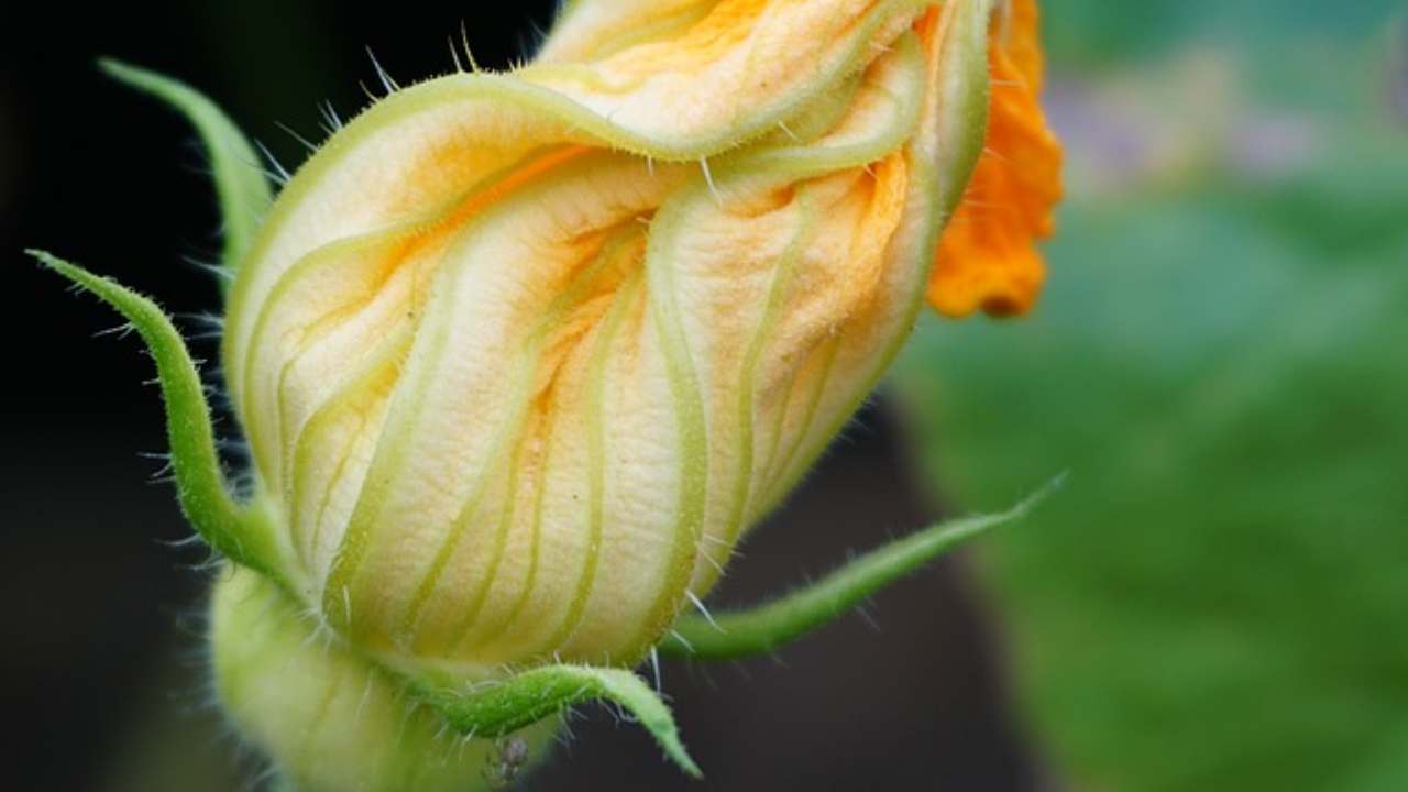 Frittelle fiori zucca