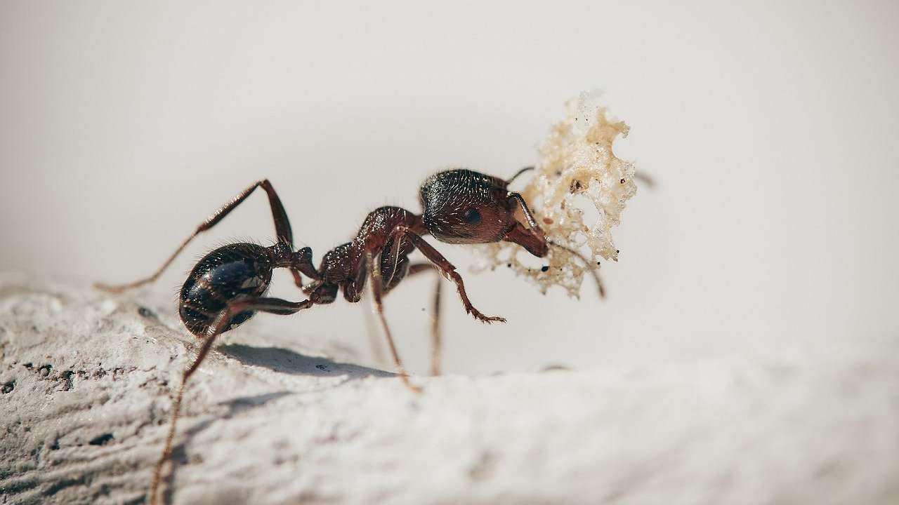 casa formiche