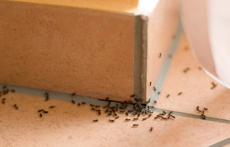 tenere lontane le formiche