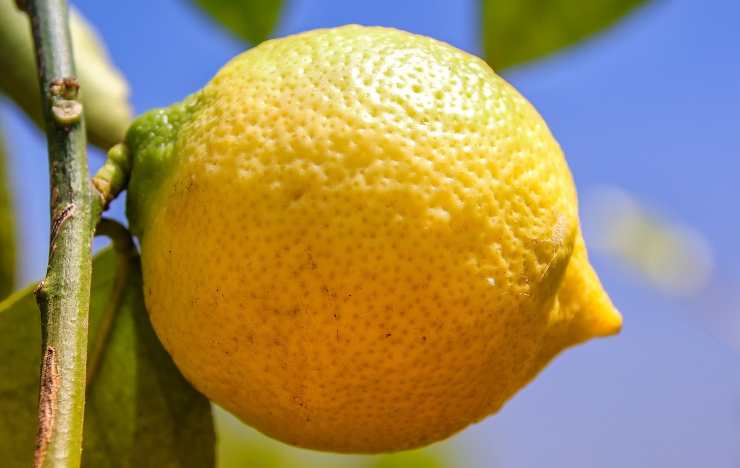 pianta di limoni gialla