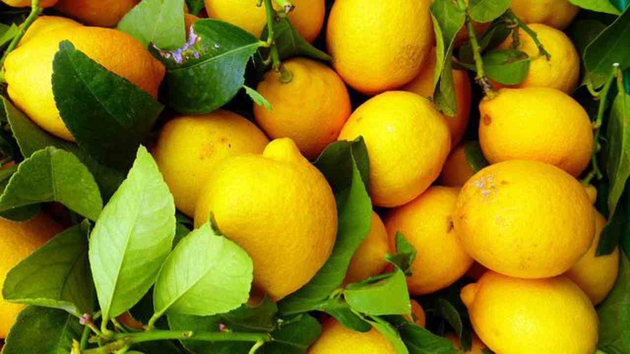 dolcetti limone estate