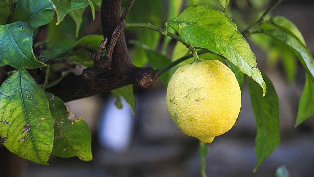 pianta di limone gialla