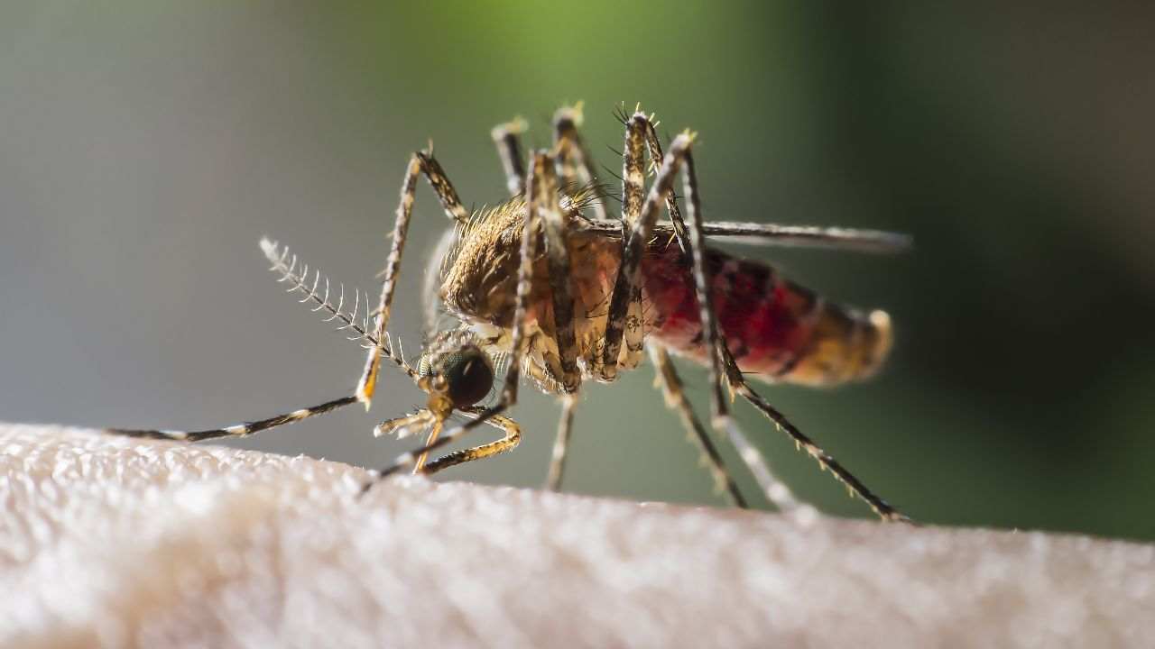 tenere lontane le zanzare