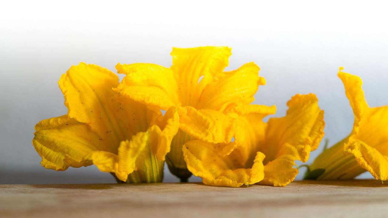 Fiori di zucca diversi solito