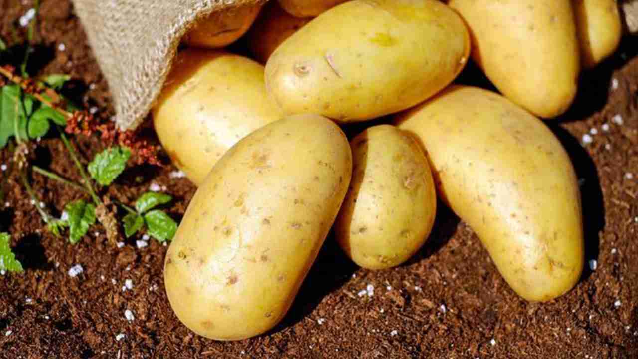 patate germogliate rimedio