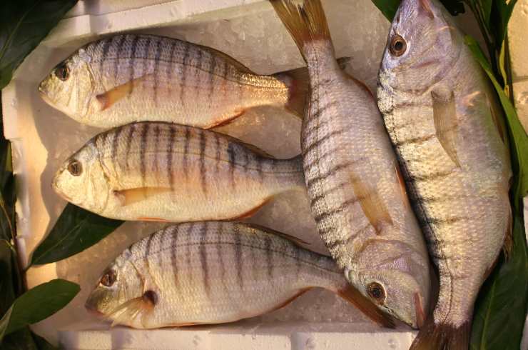 Pesce economico carne pregiata