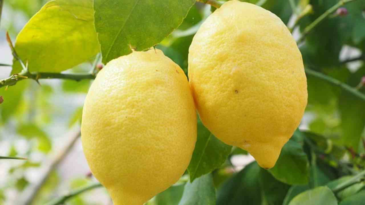 spremere limoni