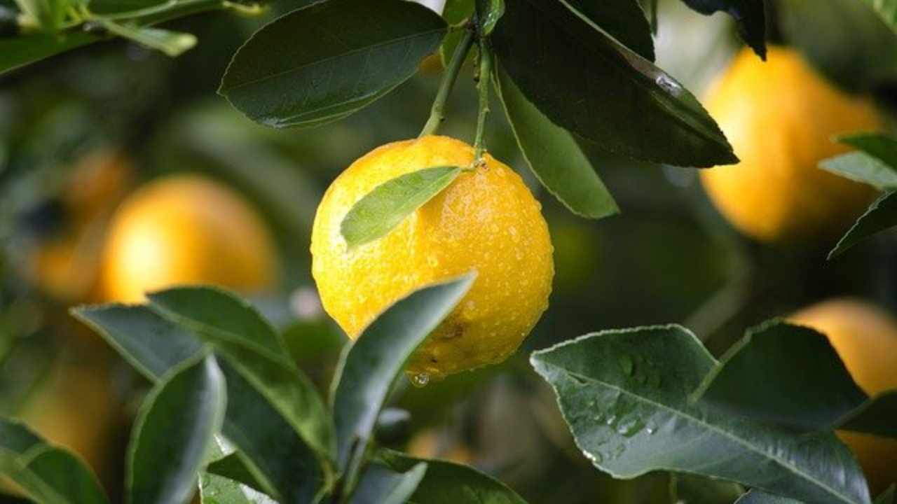 crostata limone