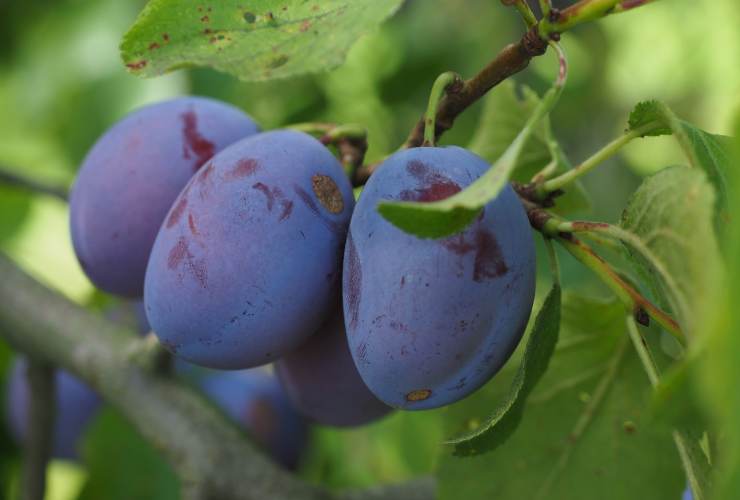 frutto luglio