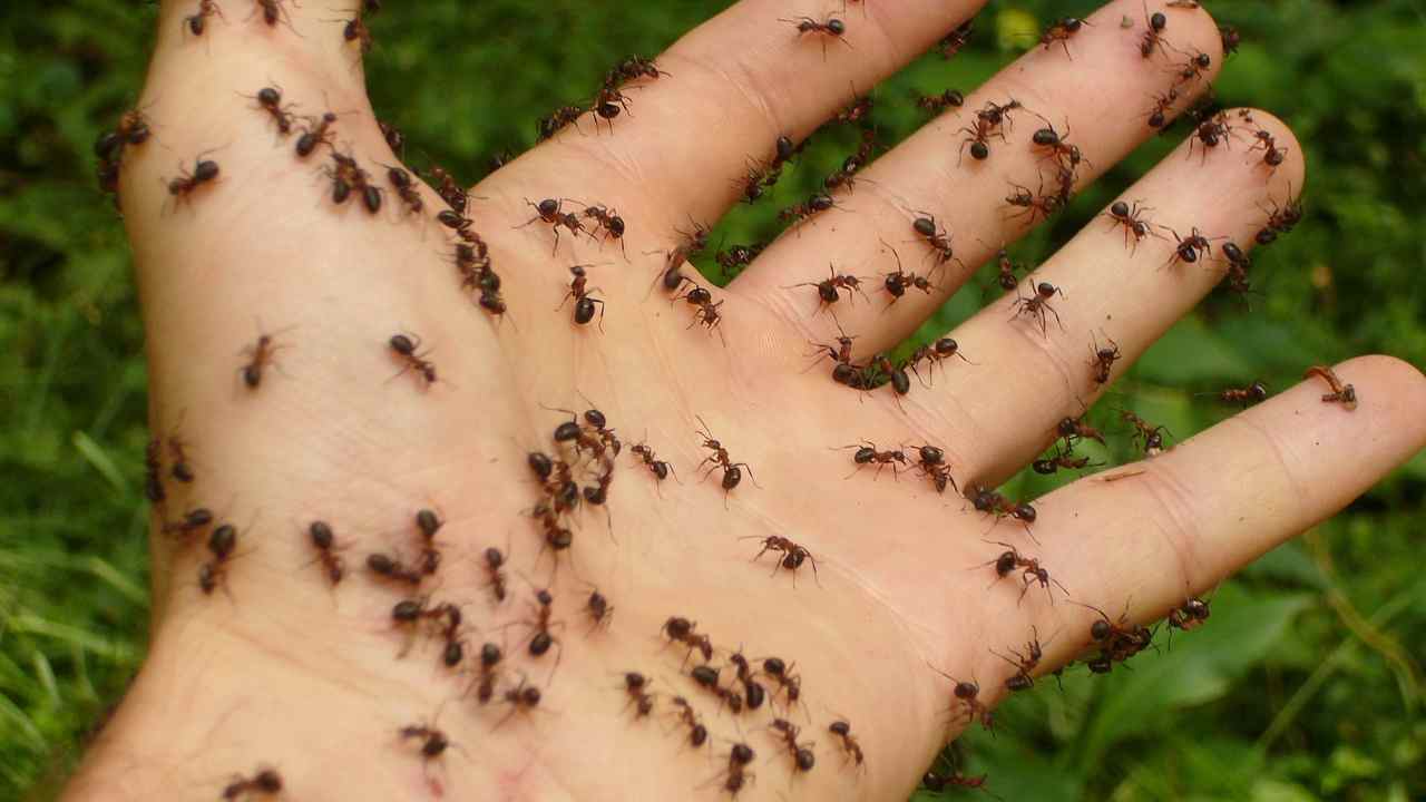 Cosa devi fare attenzione evitare formiche