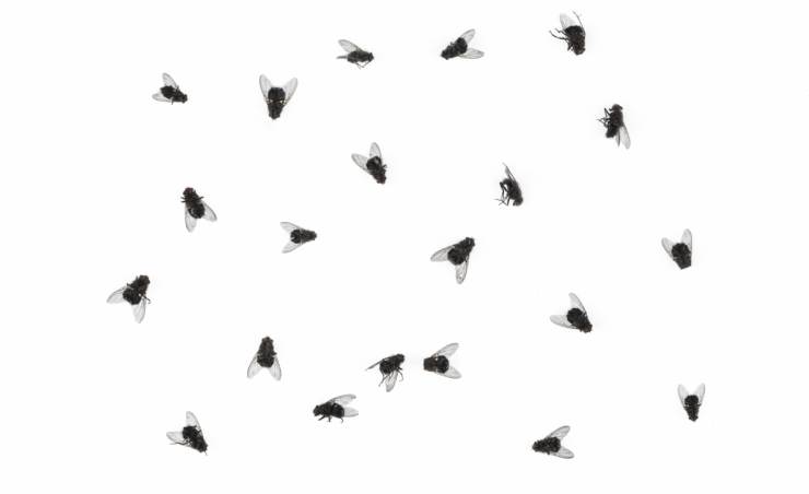 mosche zanzare