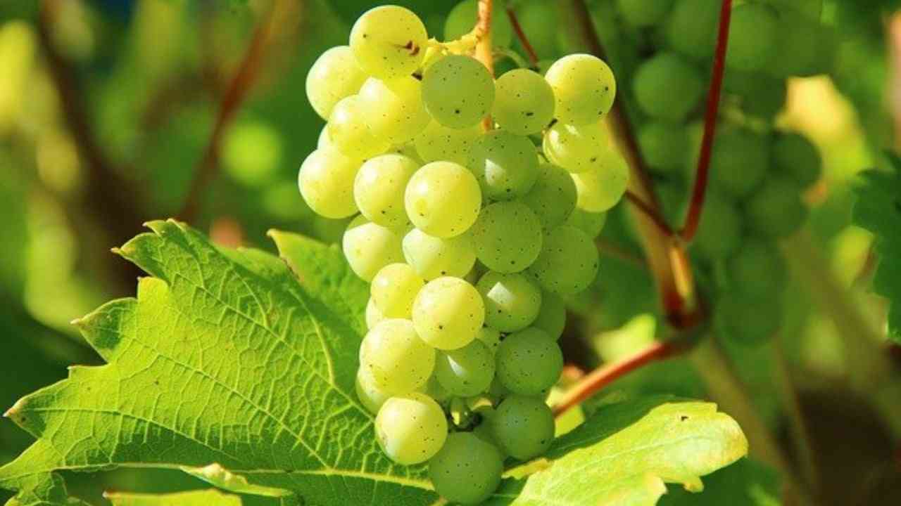 conservare uva
