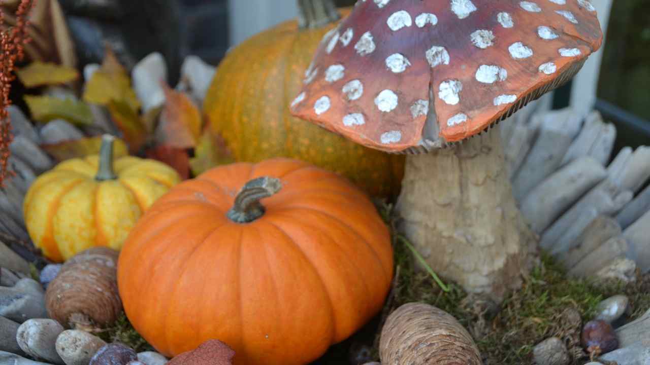 Funghi e zucca