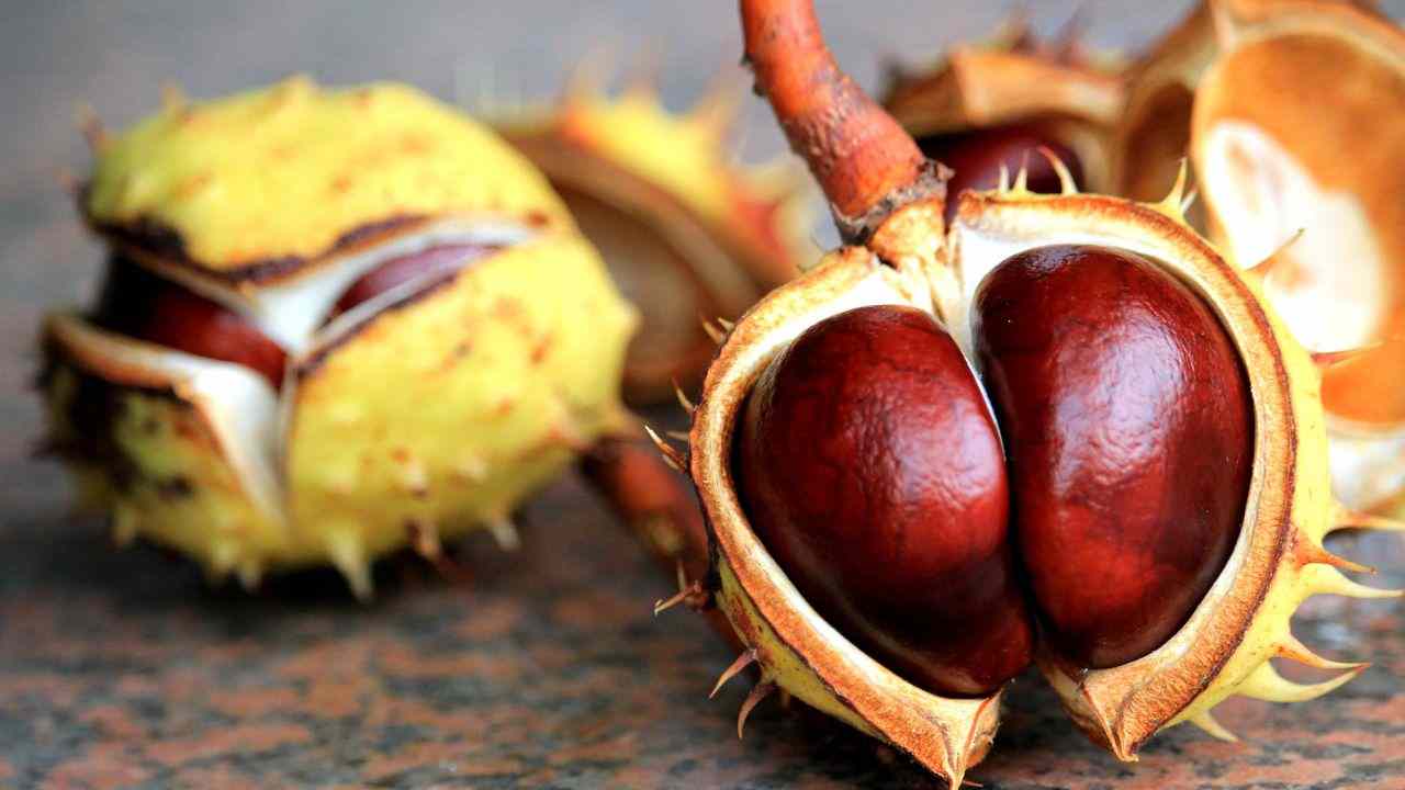 Castagne verme