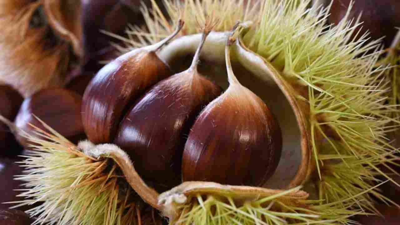 castagne scegliere