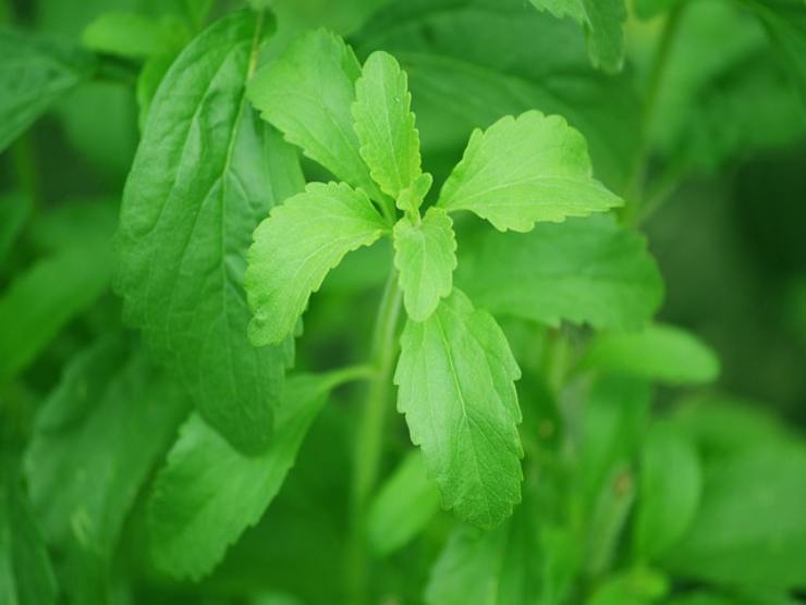 zucchero stevia