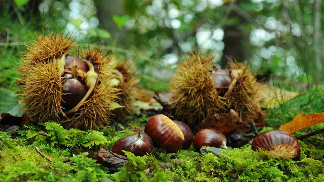 Mai provato castagne così